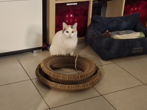 Alma