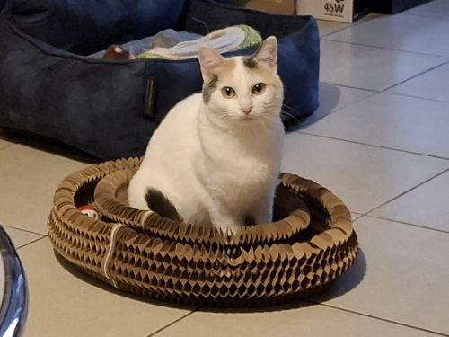 Alma