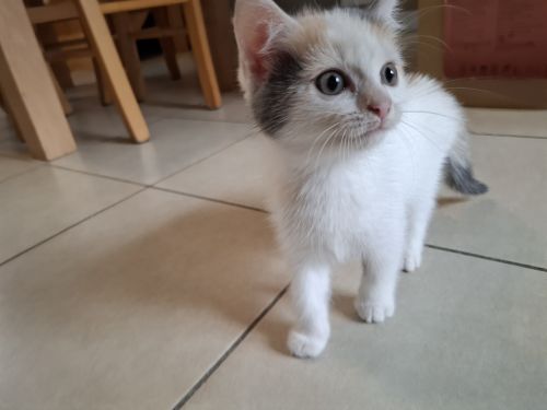Alma