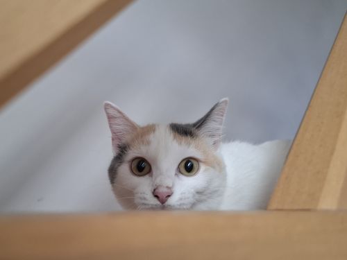 Alma
