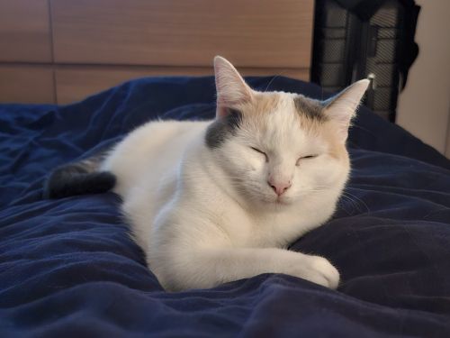 Alma